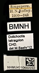 Dolichoctis tetracolon•All Rights ReservedMuseum Label