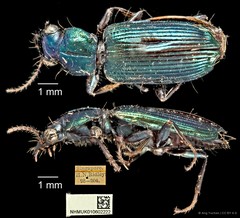 Holcoderus gracilis•&copy; Ang Yuchen•CC BY 4.0