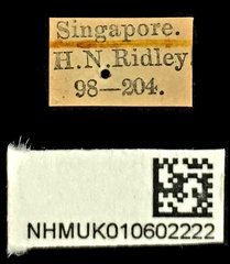 Holcoderus gracilis•All Rights ReservedMuseum Label