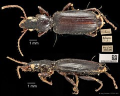 Miscelus unicolor•&copy; Ang Yuchen•CC BY 4.0