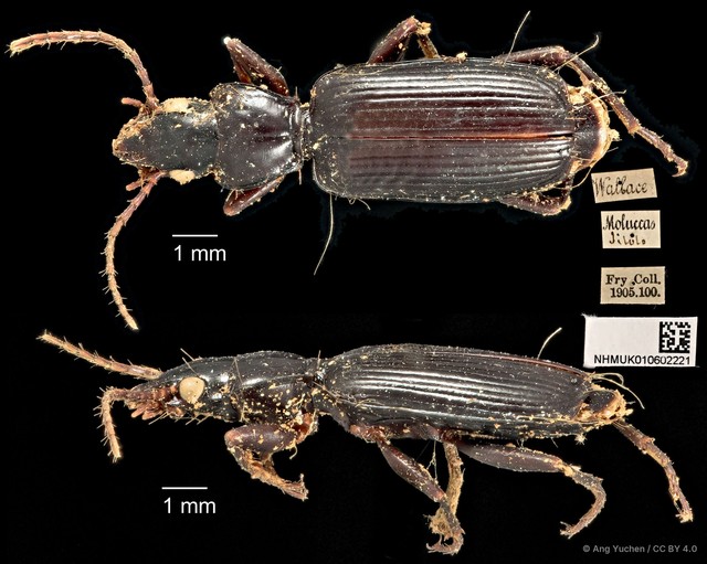 Miscelus unicolor•&copy; Ang Yuchen•CC BY 4.0
