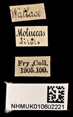 Miscelus unicolor•All Rights ReservedMuseum Label