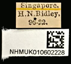 Mochtherus tetraspilotus•All Rights ReservedMuseum Label