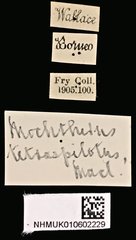 Mochtherus tetraspilotus•All Rights ReservedMuseum Label