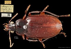 Orthogonius sp. "cf. rufiventris"•&copy; Ang Yuchen•CC BY 4.0