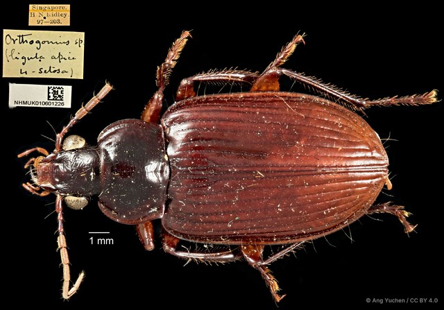 Orthogonius sp. "cf. rufiventris"•&copy; Ang Yuchen•CC BY 4.0