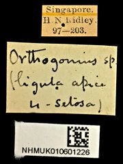 Orthogonius sp. "cf. rufiventris"•All Rights ReservedMuseum Label