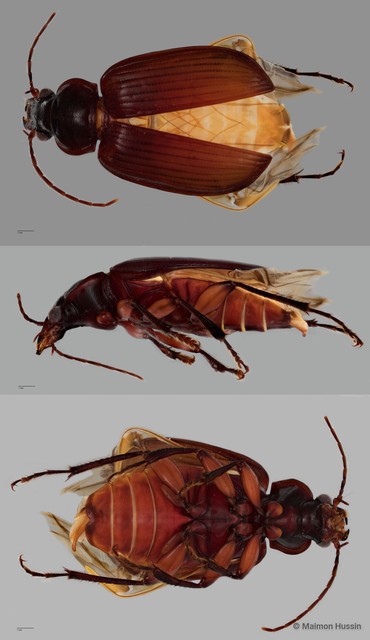 Orthogonius sp. "ZRCBDP0056130"•&copy; Maimon Hussin•All Rights Reserved