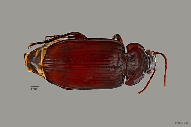Orthogonius sp. "ZRCBDP0057295"•&copy; Sean Yap•All Rights Reserved