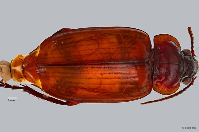 Orthogonius sp. "ZRCBDP0071628"•&copy; Sean Yap•All Rights Reserved