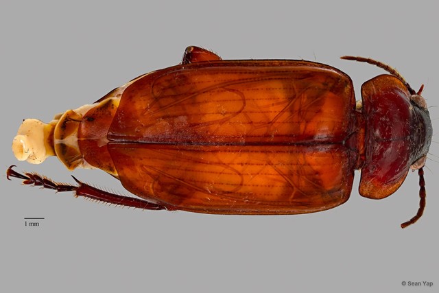 Orthogonius sp. "ZRCBDP0071629"•&copy; Sean Yap•All Rights Reserved