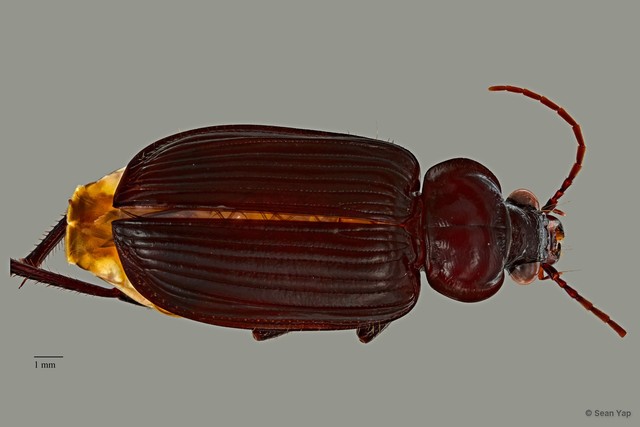 Orthogonius sp. "ZRCBDP0071631"•&copy; Sean Yap•All Rights Reserved