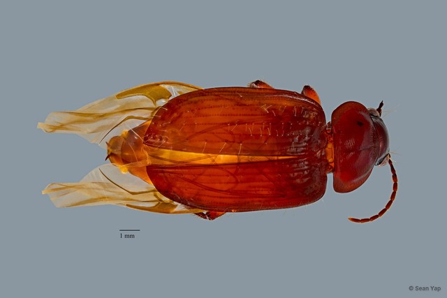 Orthogonius sp. "ZRCBDP0074885"•&copy; Sean Yap•All Rights Reserved