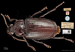 Orthogonius saundersi•&copy; Ang Yuchen•CC BY 4.0