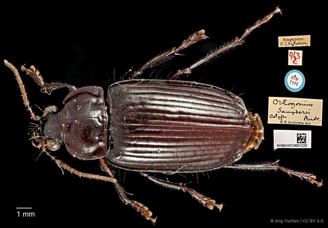 Orthogonius saundersi•&copy; Ang Yuchen•CC BY 4.0