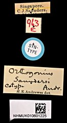 Orthogonius saundersi•All Rights ReservedMuseum Label