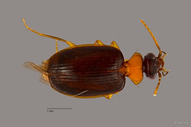Pentagonica sp. "ZRCBDP0071616"•&copy; Sean Yap•All Rights Reserved