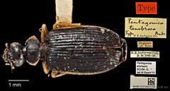 Pentagonica erichsoni•&copy; Ang Yuchen•CC BY 4.0