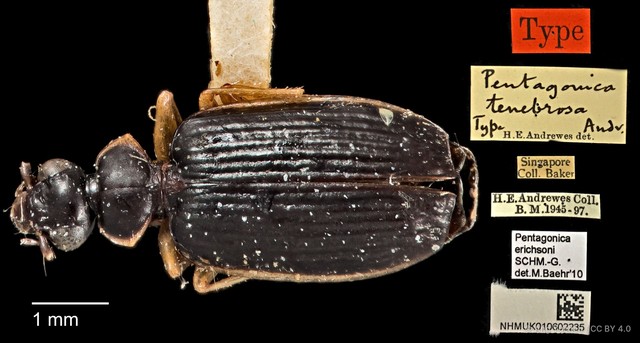 Pentagonica erichsoni•&copy; Ang Yuchen•CC BY 4.0