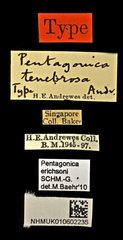 Pentagonica erichsoni•All Rights ReservedMuseum Label