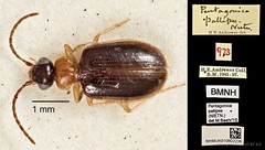 Pentagonica pallipes•&copy; Ang Yuchen•CC BY 4.0