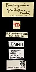 Pentagonica pallipes•All Rights ReservedMuseum Label