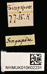 Pericalus depressus•All Rights ReservedMuseum Label