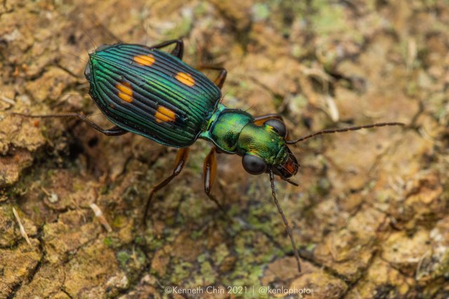 Pericalus quadrimaculatus•&copy; Kenneth Chin•All Rights Reserved