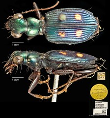 Pericalus tetrastigma•&copy; Ang Yuchen•CC BY 4.0