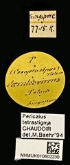 Pericalus tetrastigma•All Rights ReservedMuseum Label