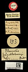 Planetes (Planetes) pendleburyi•All Rights ReservedMuseum Label