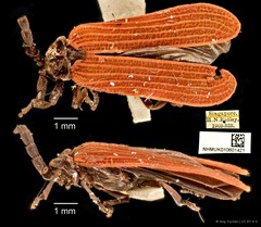 Porotachys bisulcatus•&copy; Ang Yuchen•CC BY 4.0