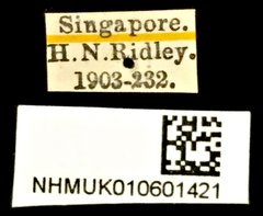 Porotachys bisulcatus•All Rights ReservedMuseum Label
