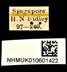 Porotachys bisulcatus•All Rights ReservedMuseum Label