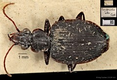 Serrimargo ater•&copy; Ang Yuchen•CC BY 4.0