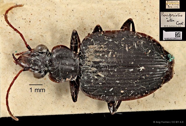 Serrimargo ater•&copy; Ang Yuchen•CC BY 4.0