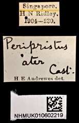 Serrimargo ater•All Rights ReservedMuseum Label