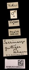 Serrimargo guttiger•All Rights ReservedMuseum Label