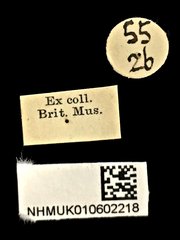 Serrimargo guttiger•All Rights ReservedMuseum Label