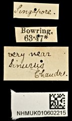 Sinurus opacus•All Rights ReservedMuseum Label