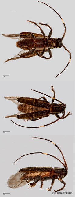 Cerambycidae sp. "ZRCBDP0055838"•&copy; Maimon Hussin•All Rights Reserved