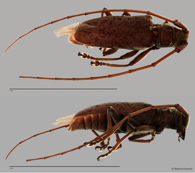 Cerambycidae sp. "ZRCBDP0057468"•&copy; Maimon Hussin•All Rights Reserved