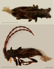 Cerambycidae sp. "ZRCBDP0063698"