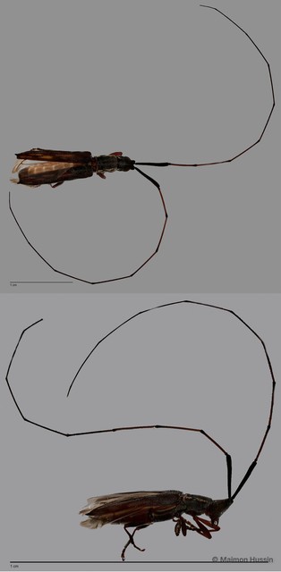 Cerambycidae sp. "ZRCBDP0063701"•&copy; Maimon Hussin•All Rights Reserved