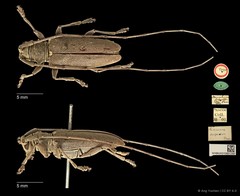 Acalolepta (Acalolepta) defectrix•&copy; Ang Yuchen•CC BY 4.0