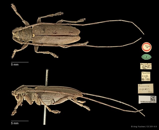 Acalolepta (Acalolepta) defectrix•&copy; Ang Yuchen•CC BY 4.0