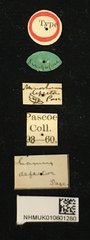 Acalolepta (Acalolepta) defectrix•All Rights ReservedMuseum Label