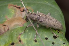Acalolepta (Dihammus) rusticatrix•&copy; Marcus Ng Fu Chuan•CC BY-NC-ND 4.0
