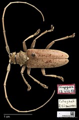 Acalolepta (Dihammus) rusticatrix•&copy; Ang Yuchen•CC BY 4.0