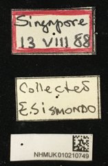Acalolepta (Dihammus) rusticatrix•All Rights ReservedMuseum Label